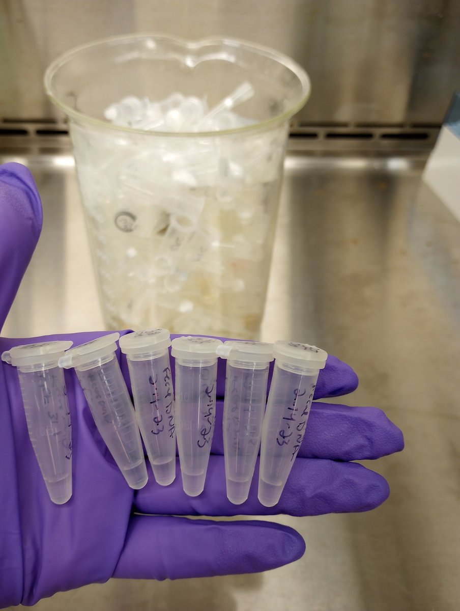 SA_Gaspar_'s tweet image. 6 samples + 4 hours = Liquid Gold (microbial DNA) 💩🧪🧬 #WildSymbiosesLab, #microbiome , #purplemartins