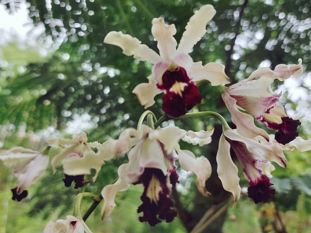 verdantisleOR's tweet photo. @doecayman @doecayman you know I 💖 you, but what the wut is that Banana Orchid 🥴
#ToKnowIsToLove
#ProtectWhatYouLove https://t.co/3TMuzVgqHx