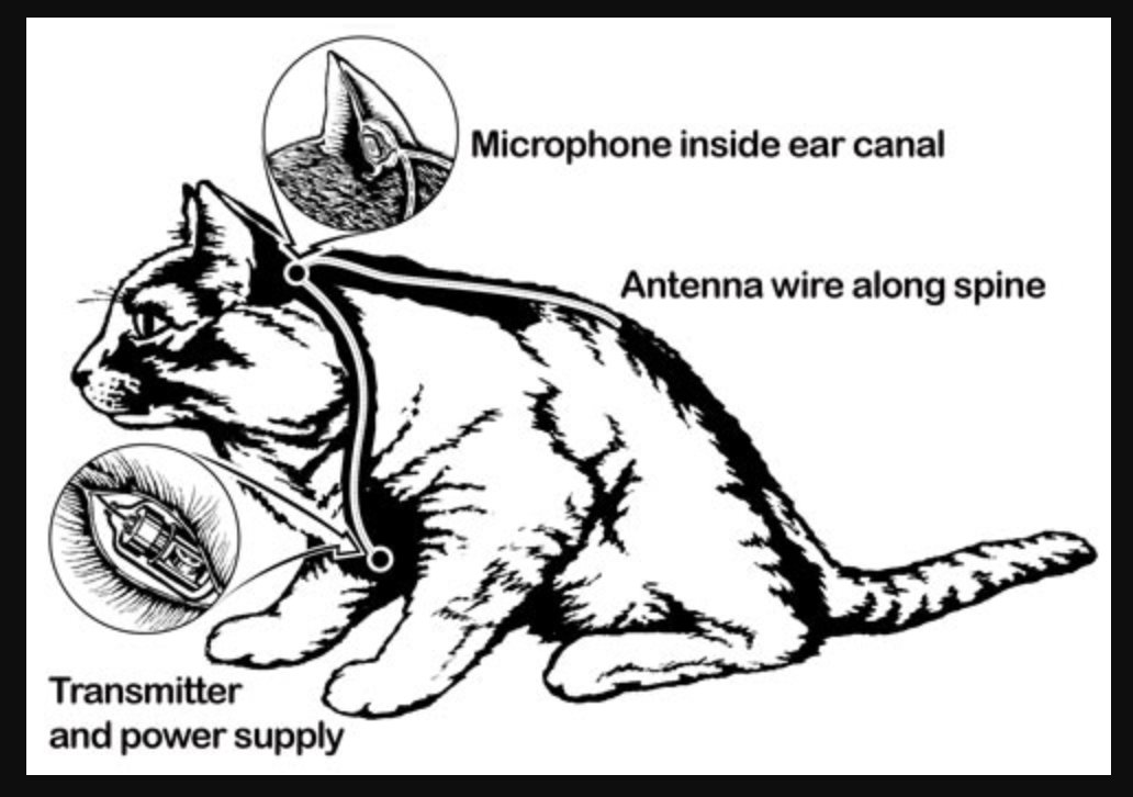 Today in weird internet discoveries: the CIA spent ~$20M to implant mics inside cats &amp; train them as spies.

The project was abandoned "due to the difficulty of training the cat to behave as required." SHOCKING 😹en.wikipedia.org/wiki/Acoustic_…