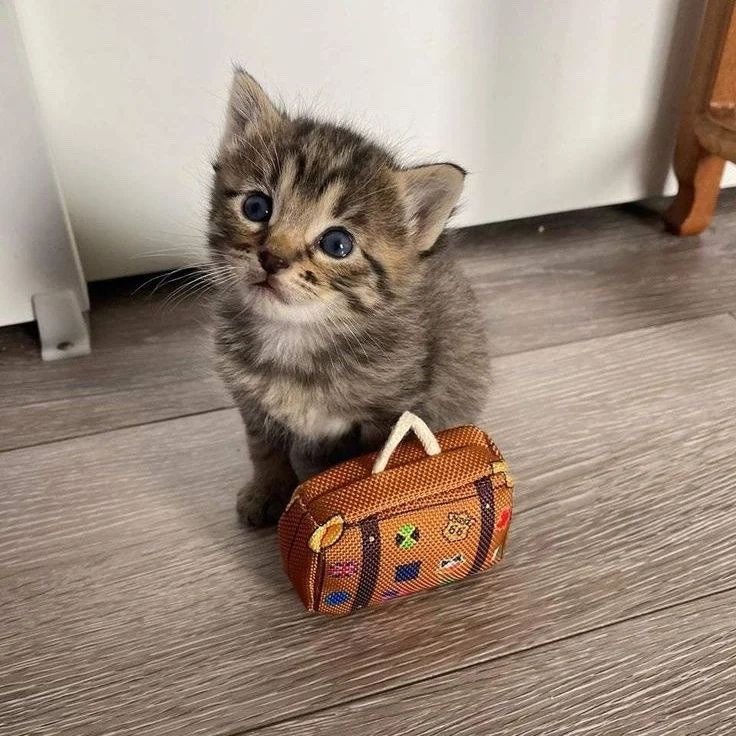 TweetsOfCats's tweet photo. where's he off to? https://t.co/47EntWEDVV