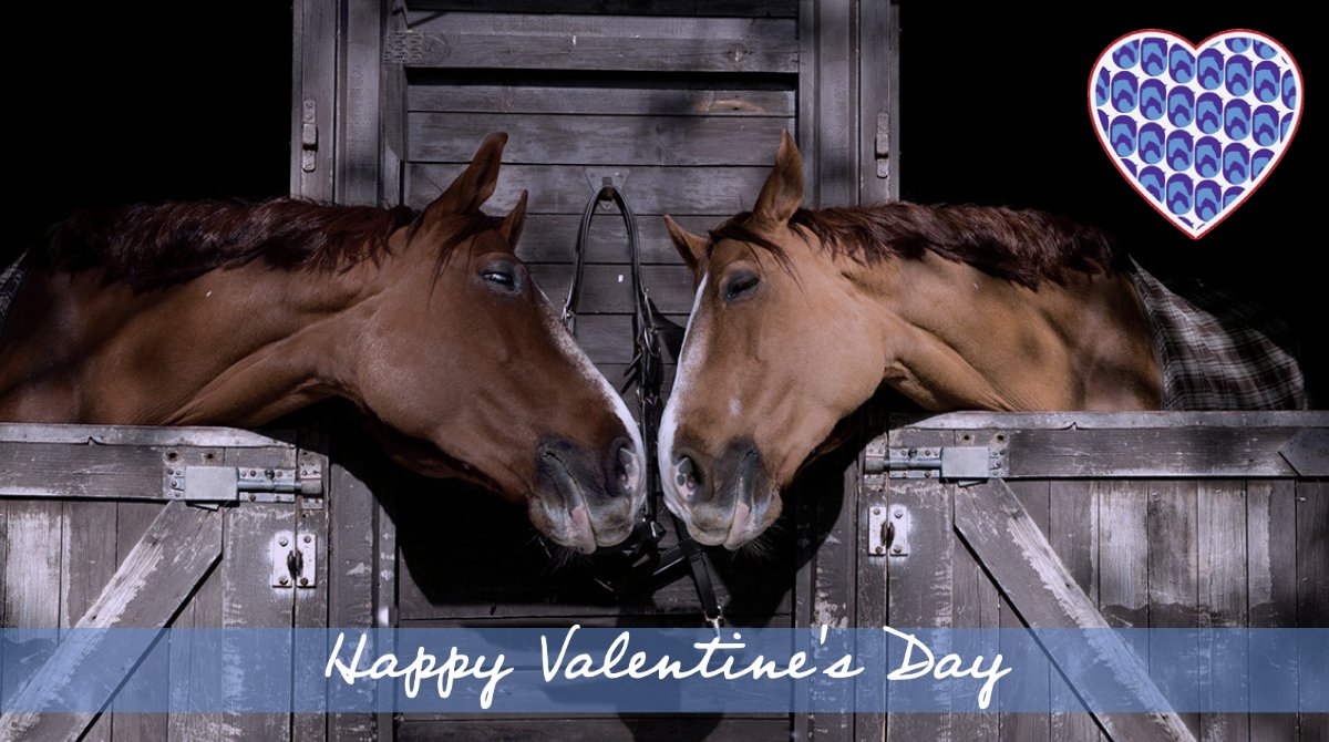 Happy Valentine's Day! 💜#horselove #horses #equine