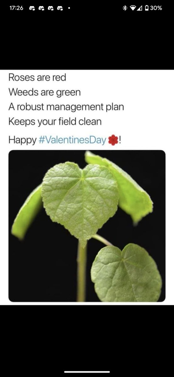 the_blake_young's tweet image. Happy Valentine&apos;s from the weed science community! #cleanfields