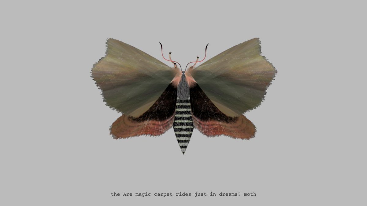 moth generator tweet media