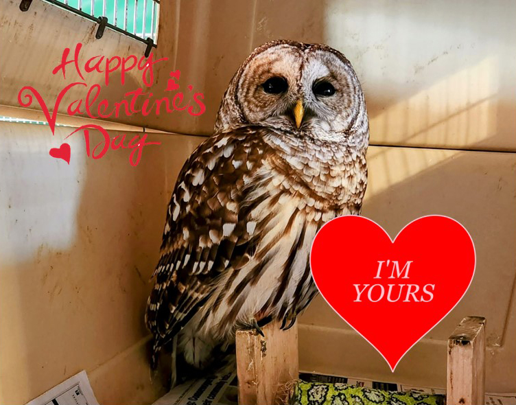 STAR_Fdn's tweet image. Happy Valentines Day ! #Owl #owls #ValentinesDay #wildlife