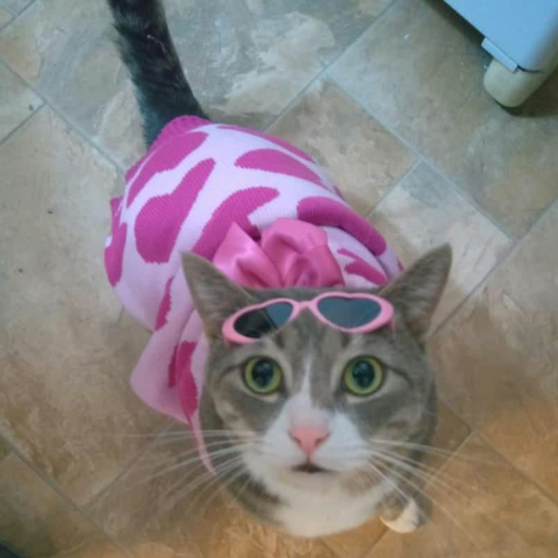 OneSpoiledKitty's tweet photo. Kitty Keanu wishing you a wonderfully sweet Valentine's Day ❤  #CatsofTwitter #ValentinesDay https://t.co/6Y5V3EjYOB