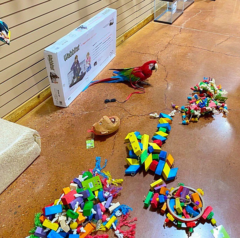 tracicarroll_'s tweet image. Happy 24th birthday Hatch 🐣 Day RUBY!!! I ❤️you so much! I can’t imagine my life without you. I have loved &amp;amp; cared for you since 3 months old. You’re my Valentine 💝 Baby. She picked out her party toy and is having a super fun day!! #loveyourparrot #tracicarroll