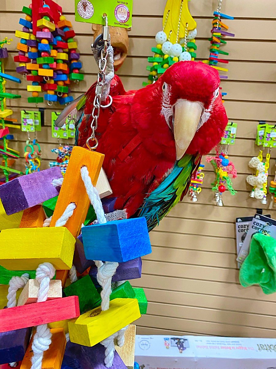 tracicarroll_'s tweet image. Happy 24th birthday Hatch 🐣 Day RUBY!!! I ❤️you so much! I can’t imagine my life without you. I have loved &amp;amp; cared for you since 3 months old. You’re my Valentine 💝 Baby. She picked out her party toy and is having a super fun day!! #loveyourparrot #tracicarroll