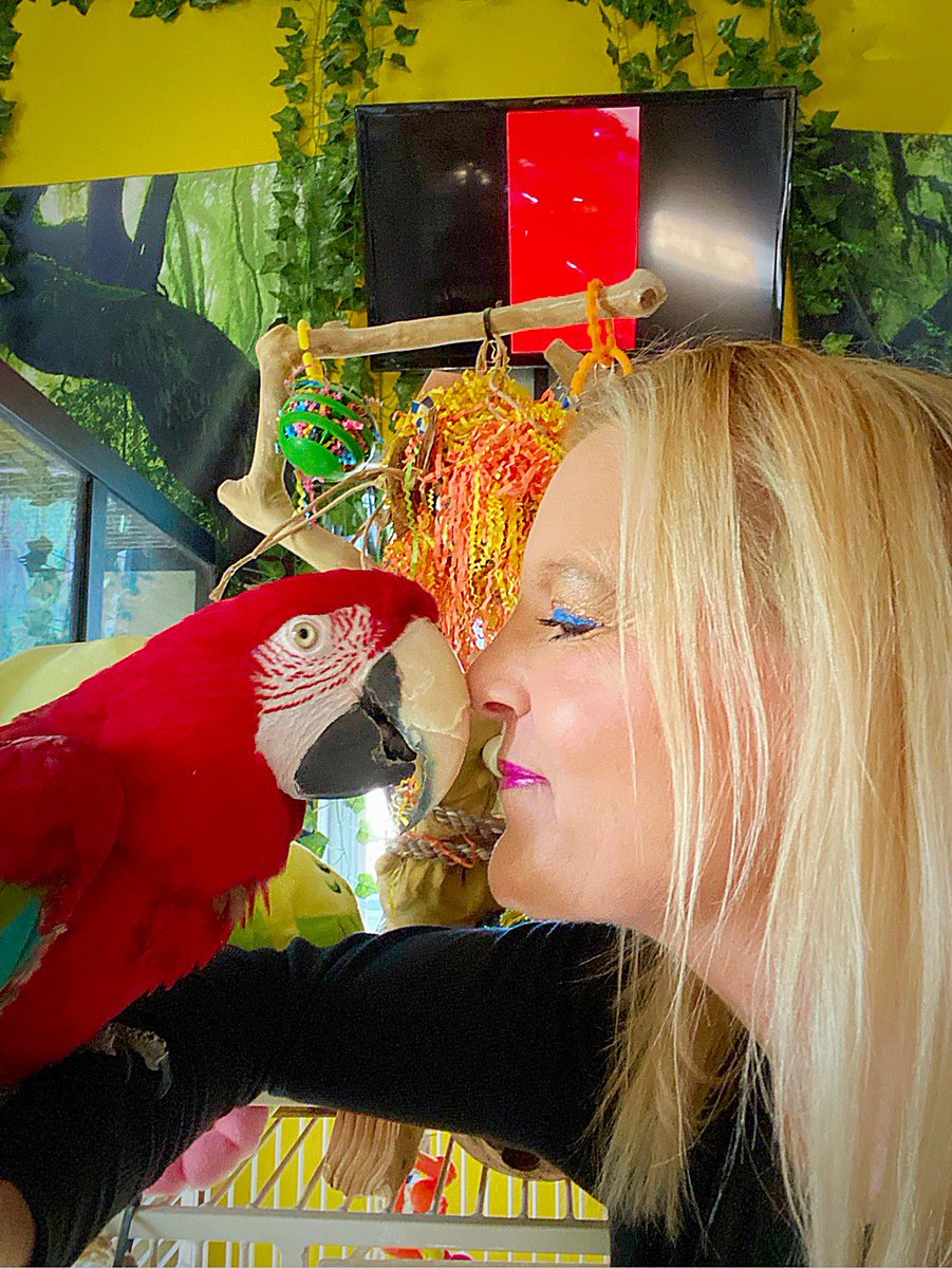 tracicarroll_'s tweet image. Happy 24th birthday Hatch 🐣 Day RUBY!!! I ❤️you so much! I can’t imagine my life without you. I have loved &amp;amp; cared for you since 3 months old. You’re my Valentine 💝 Baby. She picked out her party toy and is having a super fun day!! #loveyourparrot #tracicarroll