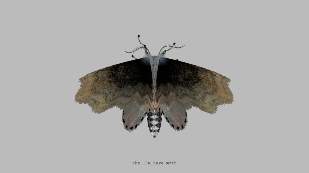 moth generator tweet media