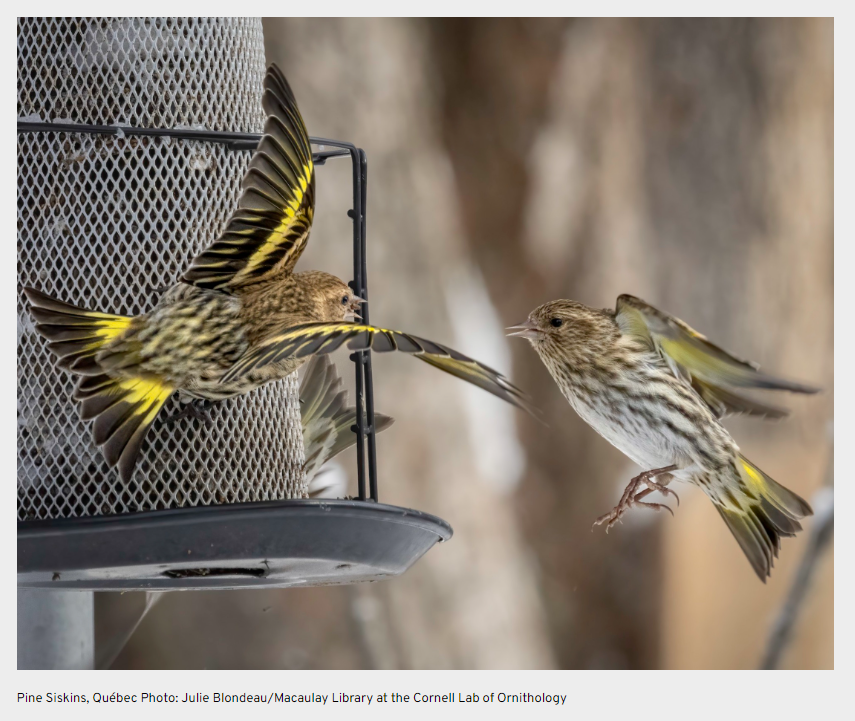 One world, united by #birds. Today is day 1 of the 2023 #GreatBackyardBirdCount! birdscanada.org/gbbc23 <a href="/BirdsCanada/">Birds Canada</a>
