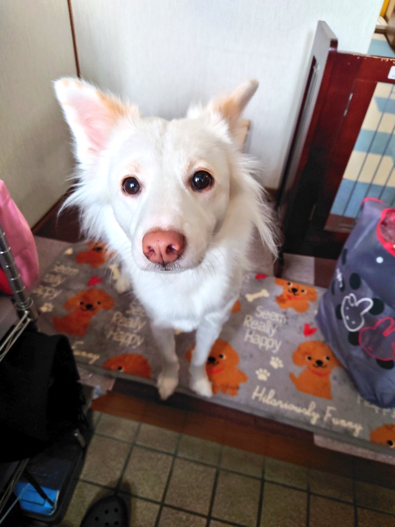 HuskyVanilla's tweet photo. ミルクは脱走を覚えた💨

買い物���ら帰ったら玄関前におるし∑(°口°๑)
お互いが驚いたし😅���りゃヤバいな💦マテも柵も強化せなあかんな

 #保護犬  #元野犬  #ビビリ犬  #いぬのいる暮らし https://t.co/94C7BXTpcd