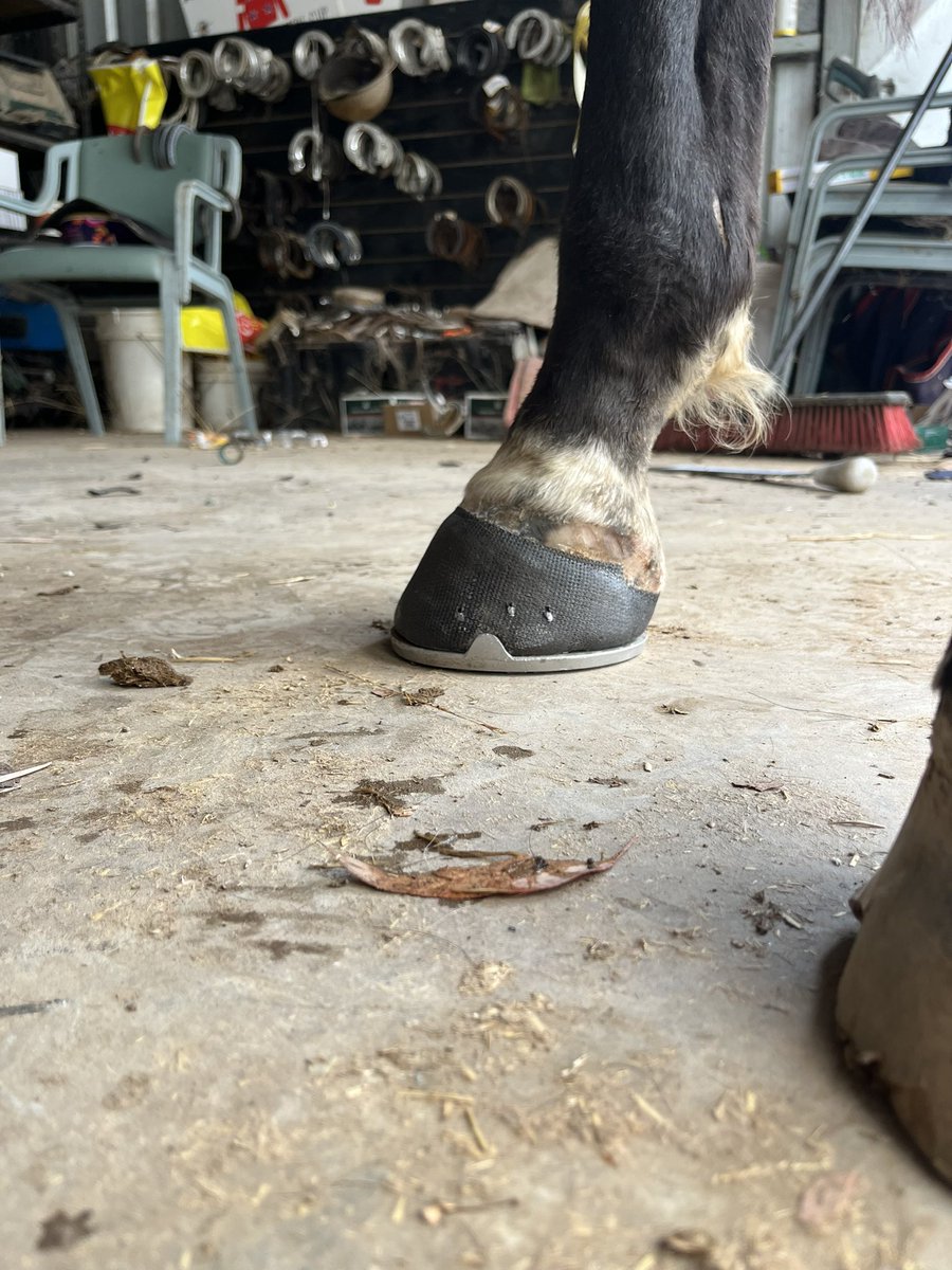 This afternoons project