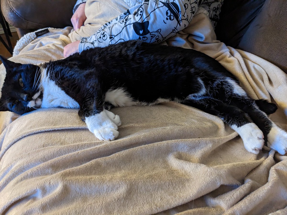 jeff_stacey's tweet photo. Send help, @MandiStacey is pinned in place. #firstworldcatproblems https://t.co/cEqjnGuN1P