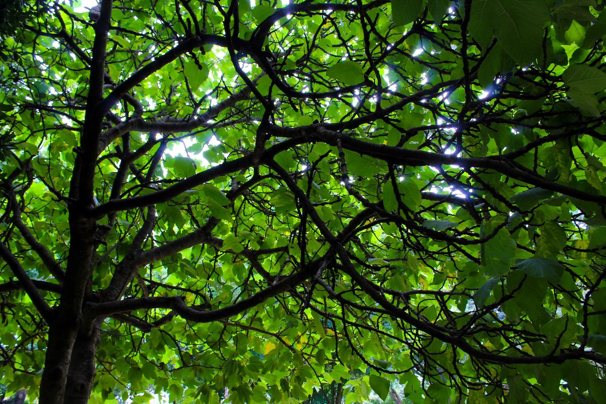 NicoleWtsn's tweet image. Want to escape the heat? 🌳🌿 A fabulous hectare of mature #trees, woven together by meandering paths, hidden in the suburb of #highfields. Take a cool drink and enjoy the serenity.  #landscapephotography #landscape #nature #naturelovers #naturephotography #park #trees #walk