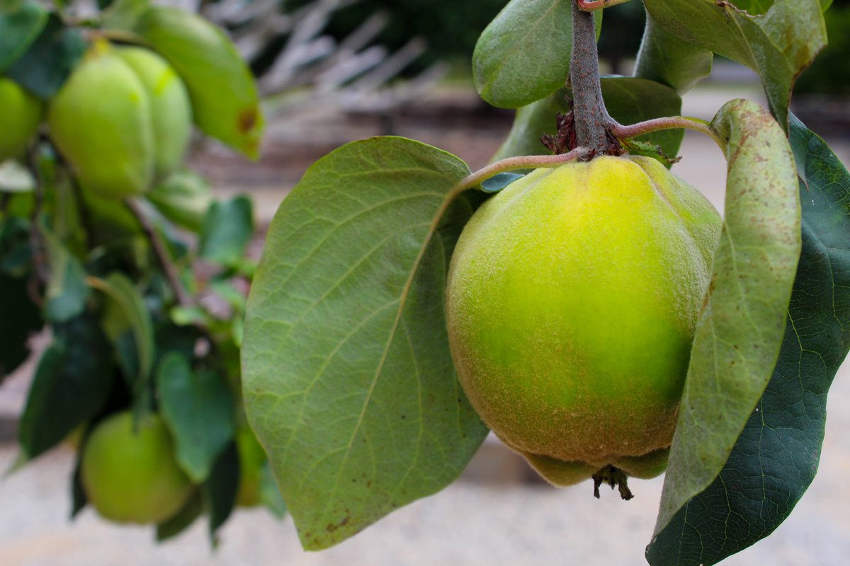 NicoleWtsn's tweet image. Want to escape the heat? 🌳🌿 A fabulous hectare of mature #trees, woven together by meandering paths, hidden in the suburb of #highfields. Take a cool drink and enjoy the serenity.  #landscapephotography #landscape #nature #naturelovers #naturephotography #park #trees #walk
