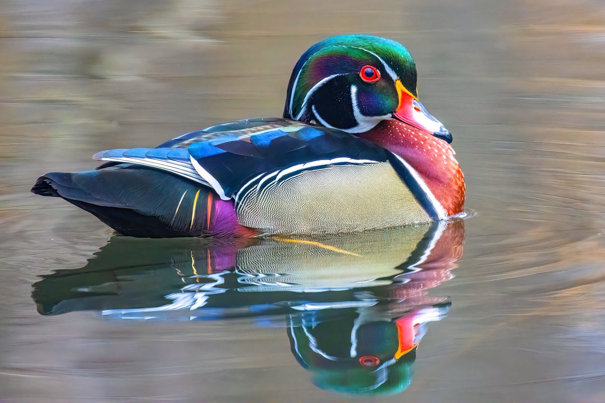 NativeBlueberry's tweet image. Which flaming hot duck is the hottest of them all? Mr. Wood Duck Central Park 2023 or Mr. Mandarin Duck Central Park 2018? #birdcpp @CentralParkNYC #hotduck
