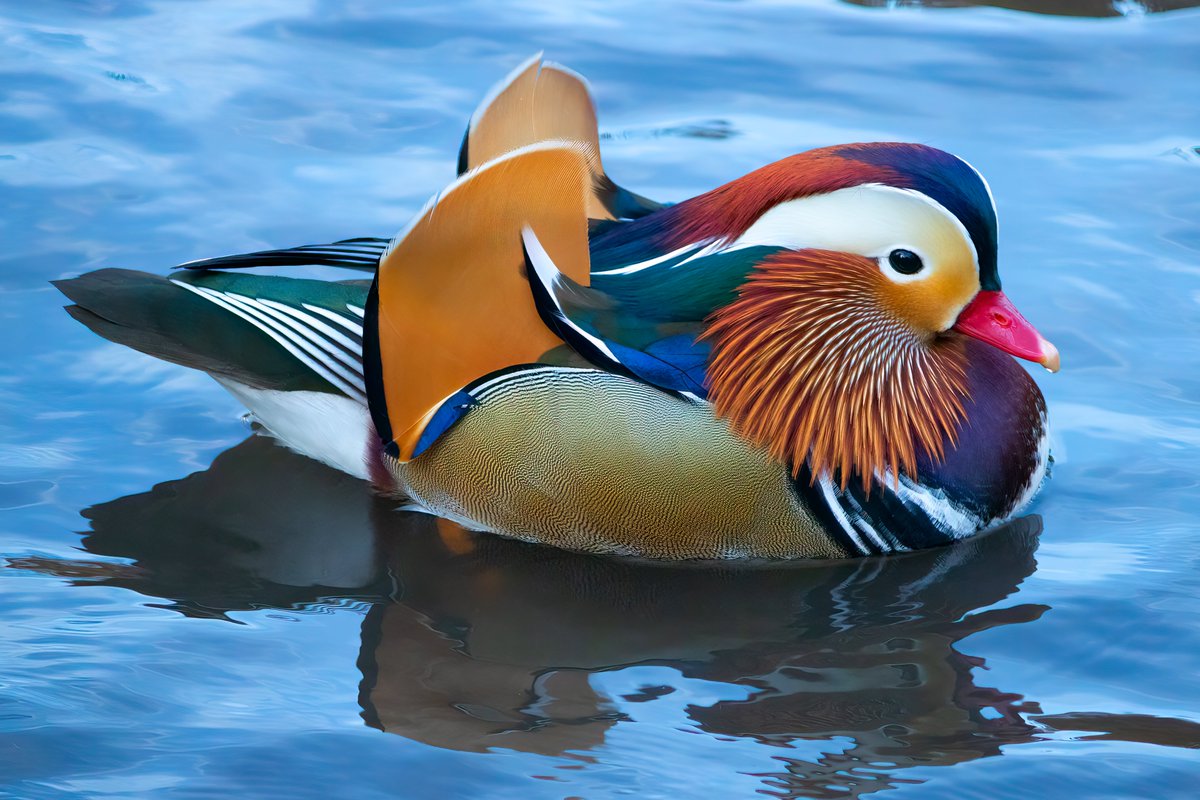 NativeBlueberry's tweet image. Which flaming hot duck is the hottest of them all? Mr. Wood Duck Central Park 2023 or Mr. Mandarin Duck Central Park 2018? #birdcpp @CentralParkNYC #hotduck
