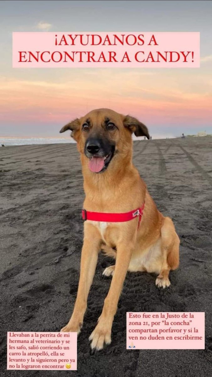 canduchisd's tweet photo. Me podrían ayudar a retwitear para  encontrar a Candy es la perrita de una amiga y esta muy triste 😥  gracias @marcefitnessgt @andall93 @amilcarmontejo @GuatexAnimales @Santa_Pastelera @Ronald_MacKay @TCA_UNIDOS @katiaHernandez7 @InternetMuseo @express_foto @lacocina_demari https://t.co/paw9gCXS55
