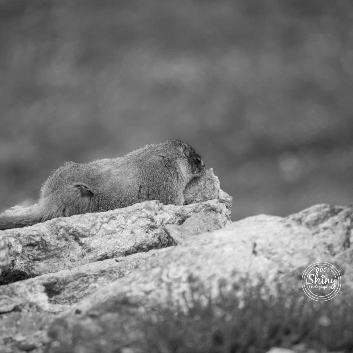 oooshinyphotos's tweet photo. It's #groundhogday which is pretty much a marmot, so Happy #MarmotDay!
#Marmot sleeping on a #rock.
#MarmotPoint, #RockyMountainNationalPark, #Colorado. 7-15-22.
#Canon F/6.3 1/1600s ISO-1000 #Tamron 150-600 @ 600mm.
#CanonFavPic #NatGeoYourShot #photography #nature #wildlife
1/2 https://t.co/ByhCYVWy9W