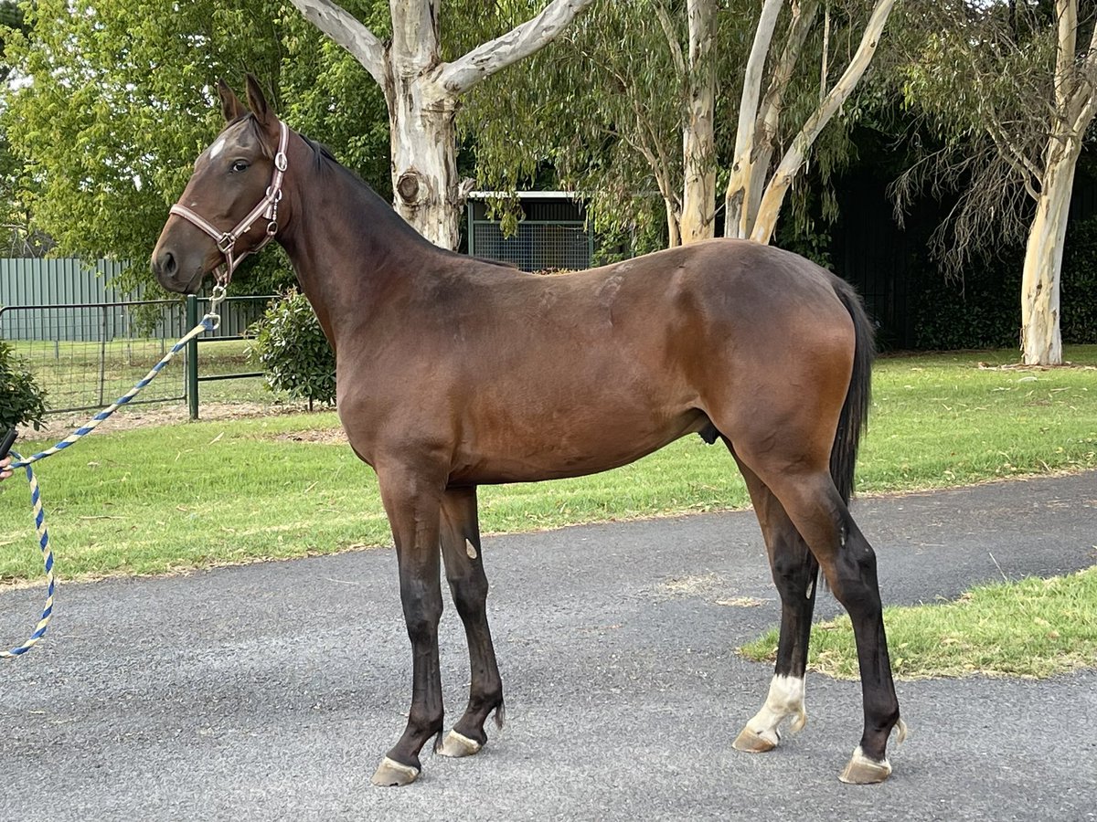 SuccessStud's tweet photo. The 1st Lather Up @EquineRivers  yearling to sell Sydney lot 4 @NutrienEquineSB family of Jeradas Delight Qld horse of the year 2022. @ForMaudi  halfway through his sale preparation #2023yearlingsofsuccess #successbreedssuccess https://t.co/1wY78vn1Nx