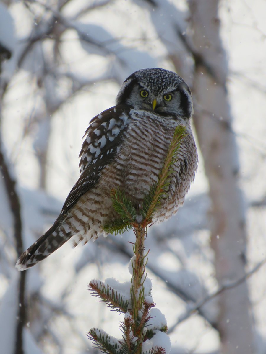 paulgreci's tweet photo. My visitor today: Northern Hawk Owl.
#Birds #birdphotography #AlaskaTwitter https://t.co/fS6CwyBHJE