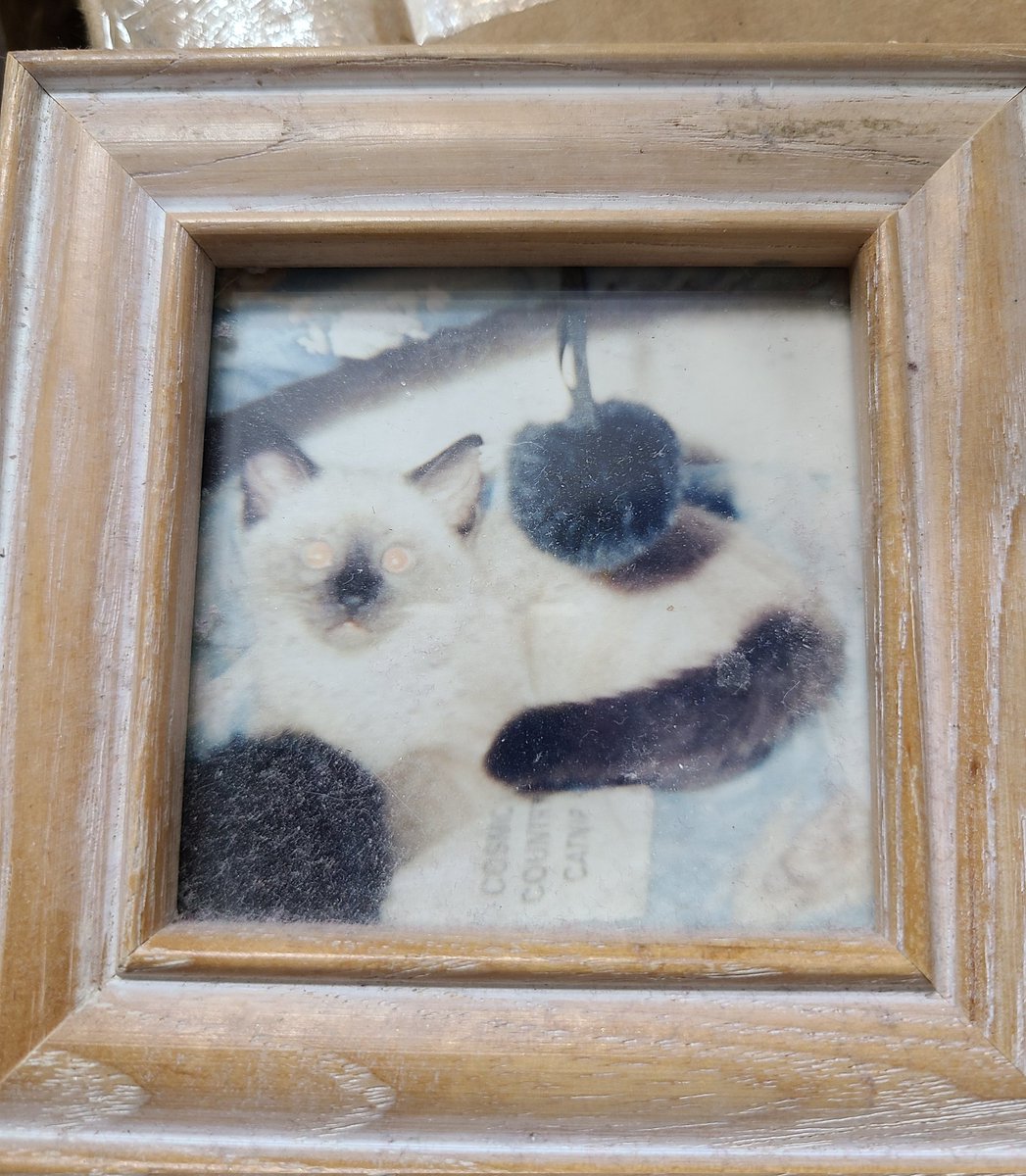 The day I have been dreading for 18 years. Took Milo to end his suffering. I'm heartbroken. He was my whole world. 💔
Rest in peace my little monkey 💙