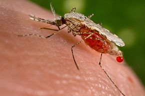 #Afrique Invasion #Malaria asiatique #Togo port #Lomé parmi les plus touchés!

#AnophelesStephensi, un vecteur invasif du #paludisme originaire d'Asie du Sud et de la péninsule arabique, a été détecté en Afrique. Avertissement pour les #touristes et #navigateurs. #Togo #epidemie