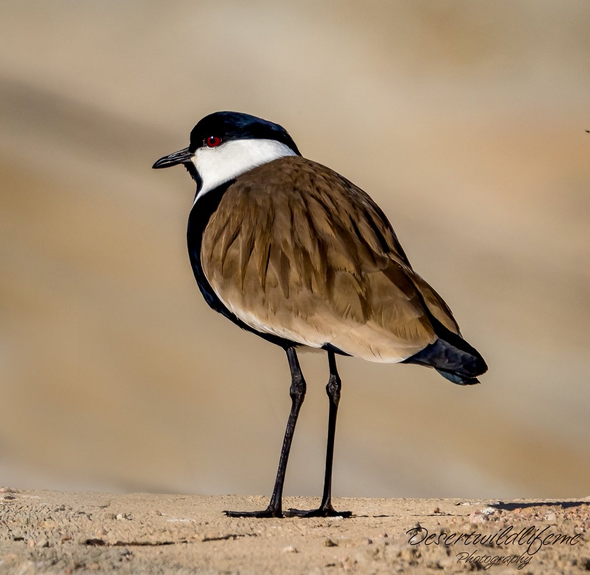 Spur-winged Lapwing pic taken at Aqaba Bird Observatory Aqaba, Jordan #aqababirdobservatory @aqababirdobservatory #canonbirdphotography