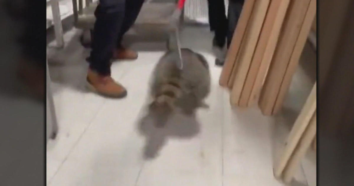 Raccoon captured inside McGuckins Hardware Store after police chase cbsnews.com/colorado/news/…