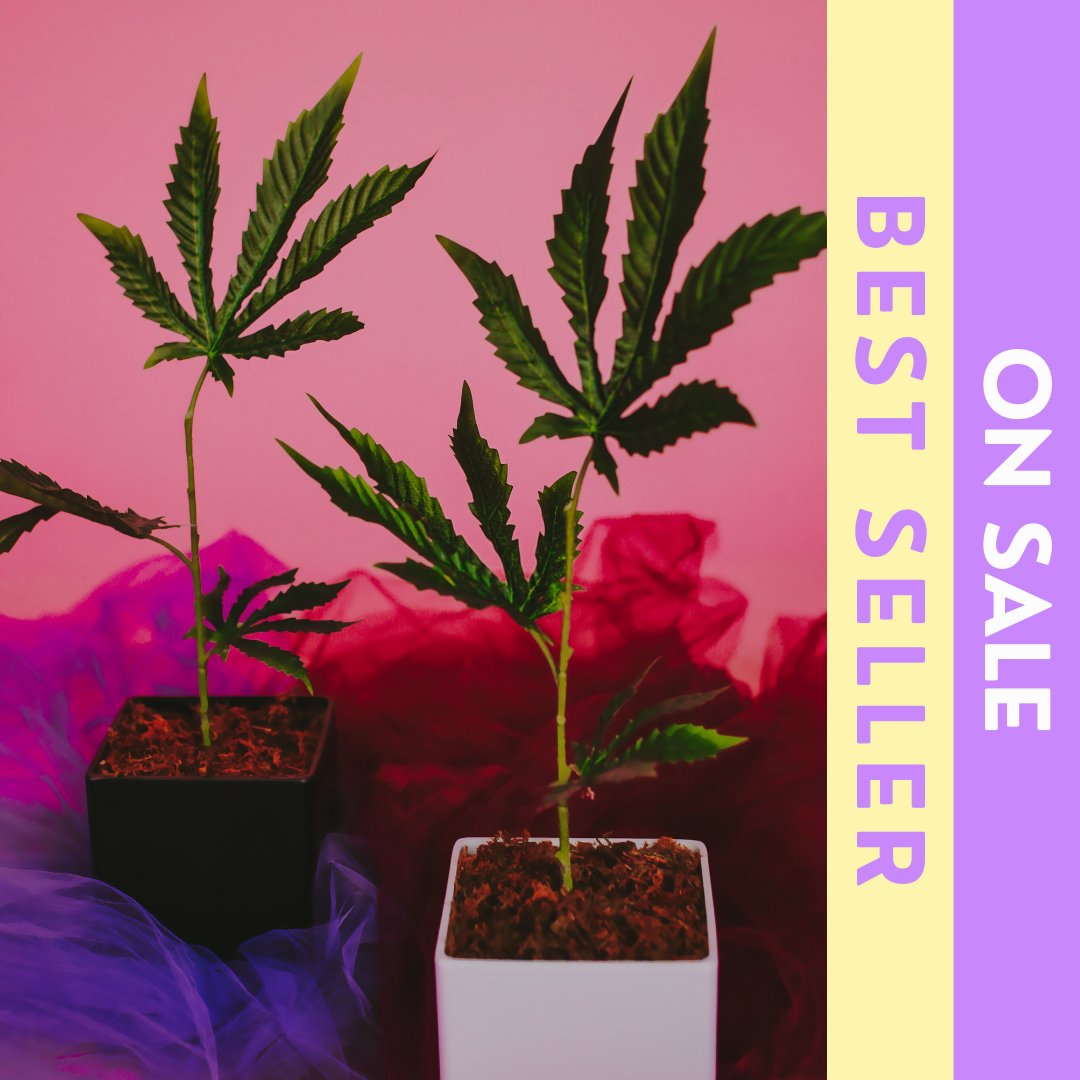 We are big fans of trendy home decor.🤓
We created a line of realistic, affordable, and fun flowers that will bring a fun pop of color and light anywhere you place them.🙋‍♀️

Head over to our website and shop single or couples! 

#FlowersofPot #loveyourhome #homeinfluencer