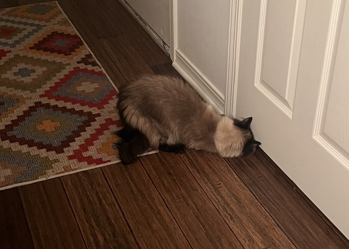 AshleyLorence's tweet photo. @bsydad Cat version 😆 https://t.co/v6HgND2VuH