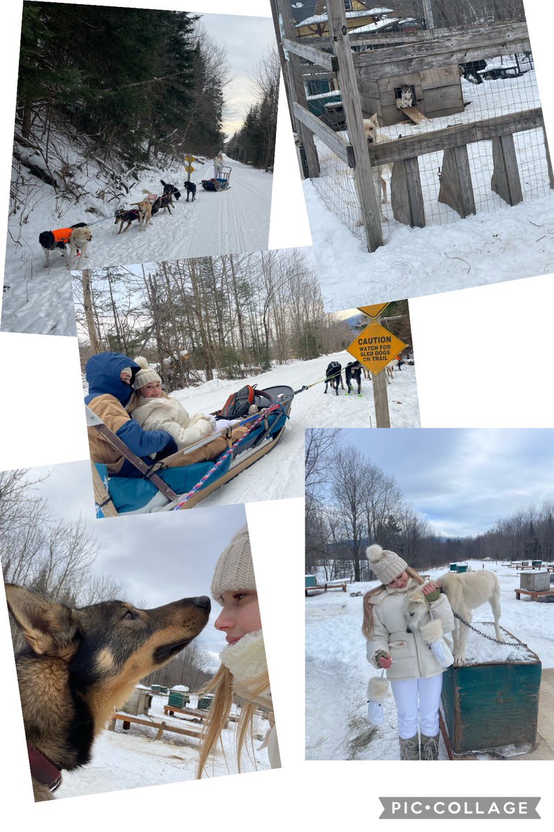 jaggerrae's tweet photo. Baby girl #livingherdream #runningwiththepack #dogmusher #dogmushing #dogsledding #dogs #NH #dogsrule ❤️🥰 https://t.co/G6DnASHxiK