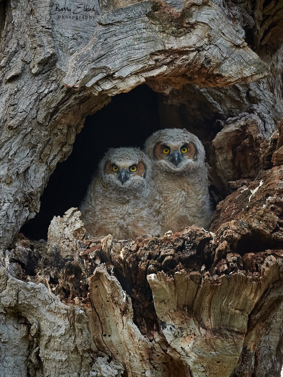 Great Horned owl siblings that had just started branching - the act of hoping around on branches prior to being able to fly. 

#greathornedowl #owl #urbanwildlife #ontariowildlife