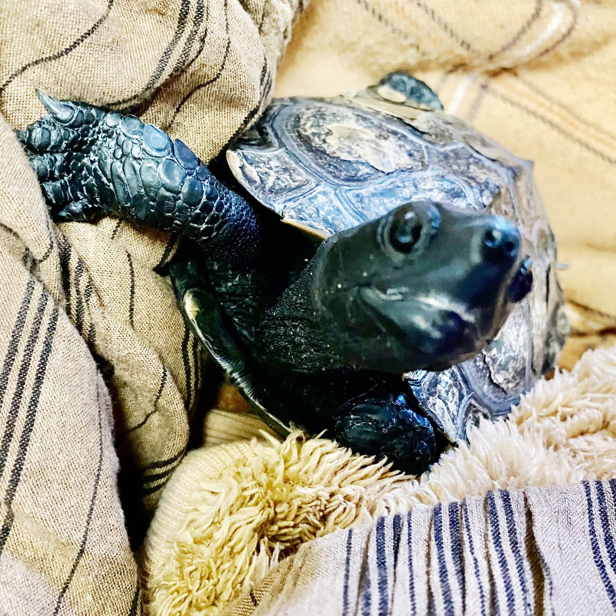 chimakihan's tweet photo. かあちゃん遊ぼ！
#かめのすけ #くさがめ #かめ #亀 #reevesturtle #turtle #turtles #turtle #turtlelover #turtlelife #クサガメ #クサガメのいる暮らし #クサガメと暮らす https://t.co/uAt0roti1A