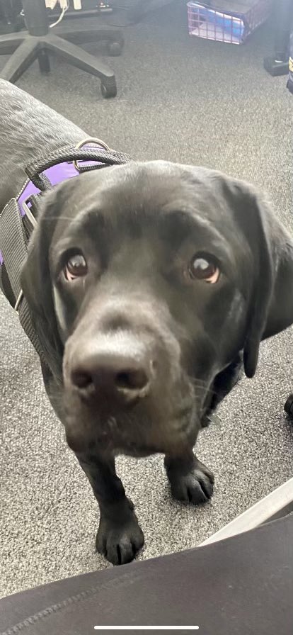 So it’s official Cal is in training to be a therapy dog!  His buddy, Cash, is helping him learn the ropes and Bob is so excited to have him with him at Meadows in between classes!  He is doing amazing and learning so fast.  #therapydogsrock #calisamustang #peakmoment