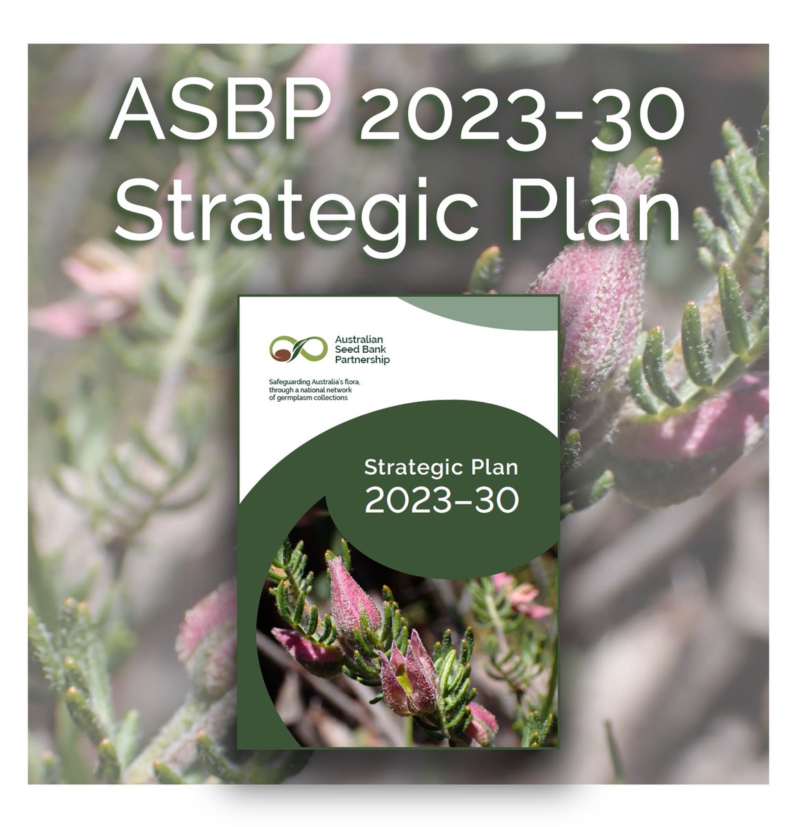 Announcing the release of our latest Strategic Plan! This document will guide us to conserve #nativeplants through #seedbanking & use 🌱, #research 🧪, and #knowledgesharing 📖. Have a read! 🔗 seedpartnership.org.au/about-us/strat…