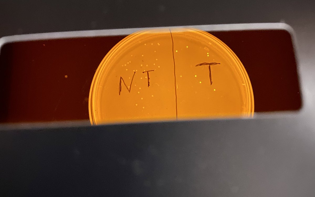 KomorLab's tweet image. We had a blast this week at @uchighsd  where we took over Mrs. Bosch’s Medical Interventions class to teach her students about #CRISPR and #baseediting! The students were given bacteria suffering from “GFP-itis” and successfully cured them with an ABE!