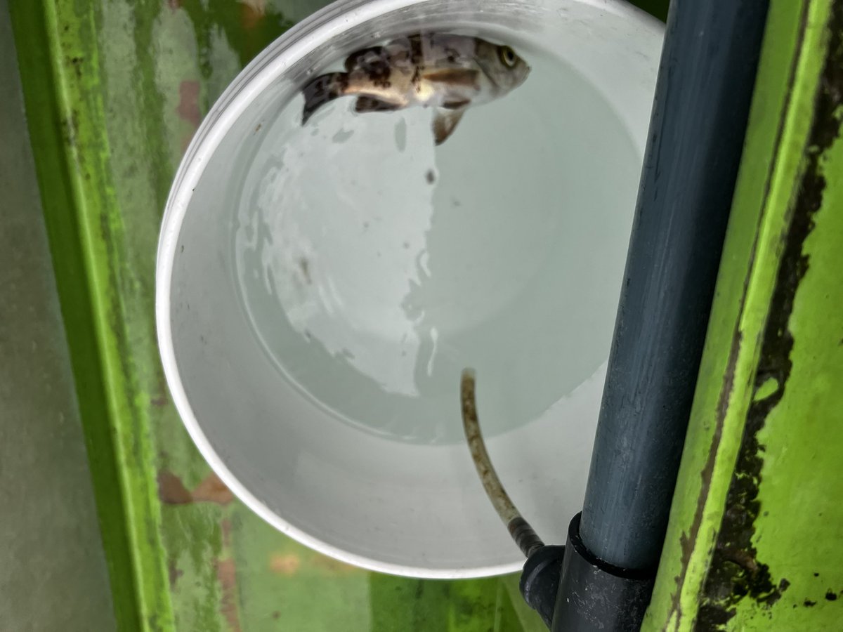 エビメバル、、、渋い
(加えてチビカサゴ2）
巻き返せますように...