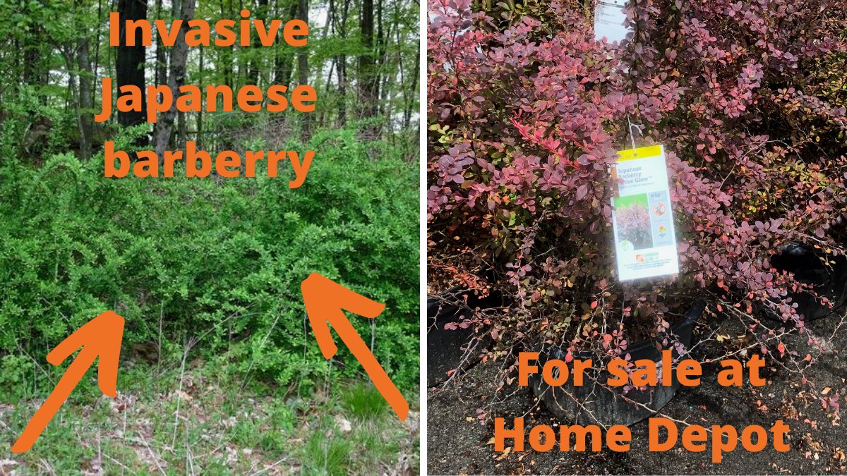 Read this comment, and sign the petition. <a href="/HomeDepot/">The Home Depot</a> needs to stop this reckless decision making. chng.it/8gF94yW9 via <a href="/Change/">Change.org</a> #JustSayNo #invasivespecies #ecology #wildlife #biodiversity #environment #COP15 #habitat