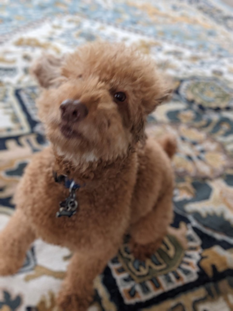 Marii 🐩✨ tweet media