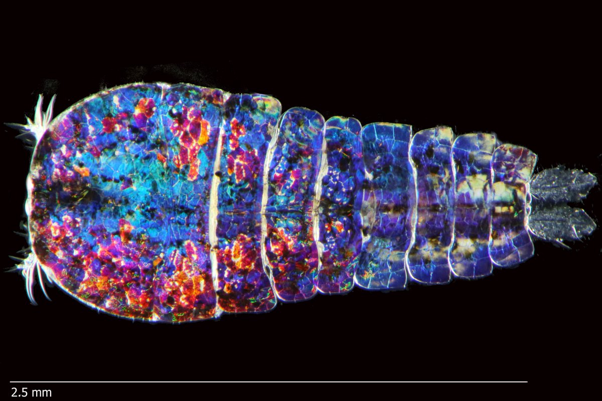Ant_Partnership's tweet photo. 🧵 1/8
Marine zooplankton are extremely abundant and diverse - an estimated 28,000 species or so across 15 phyla, ranging in size from single-celled microbes to metres-long salp chains. They're also incredibly beautiful. 
🦑 https://t.co/FuAoiyAfQI https://t.co/GPfj8XVzHm