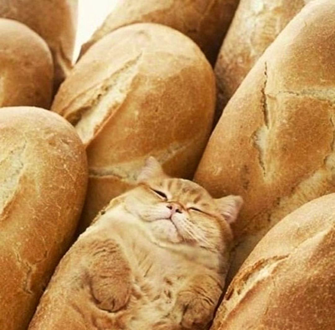 Breaded Cats tweet media
