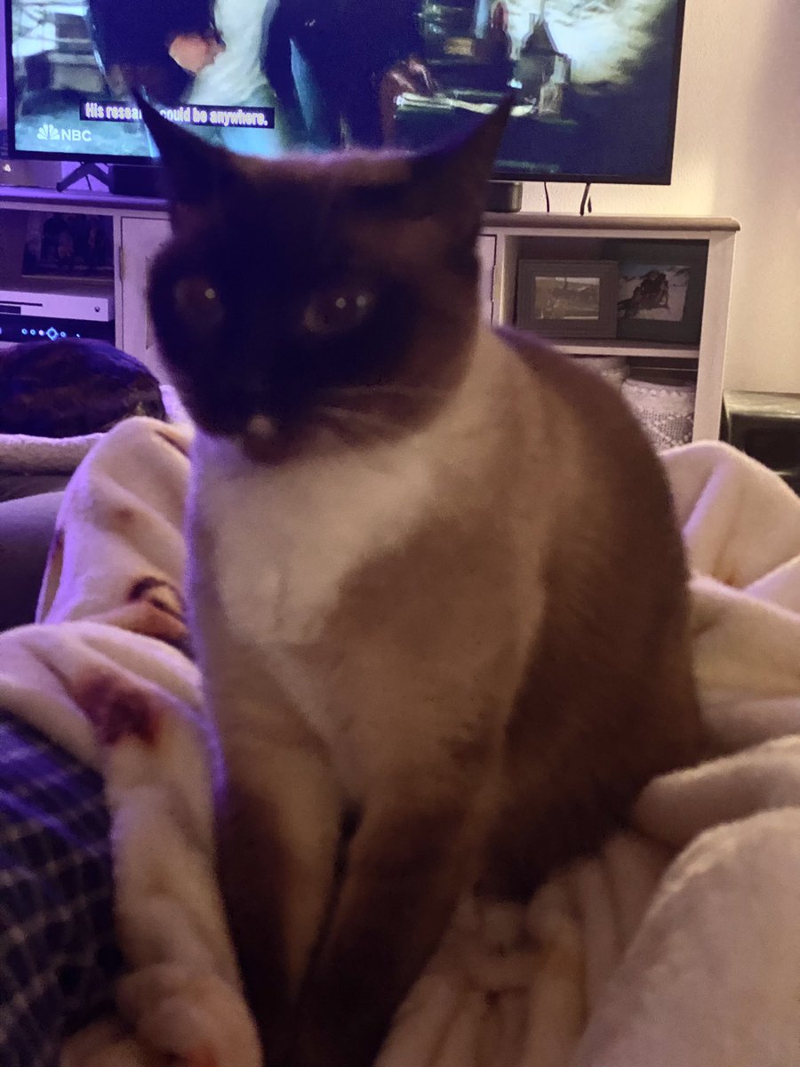 RickyKitty2's tweet photo. Lu enjoying the blanket #CatsofTwittter #rescuecat https://t.co/C2WnOhzlyv