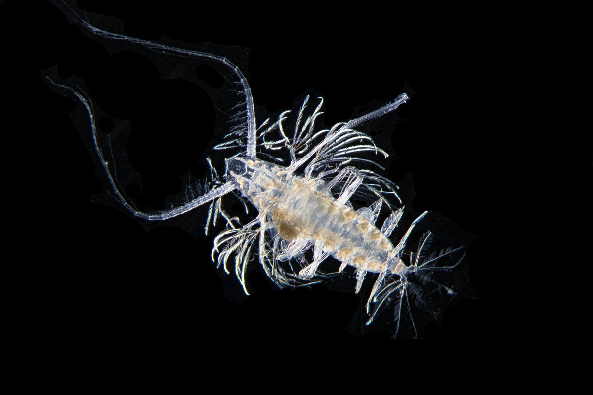 Australian Antarctic Program Partnership tweet media