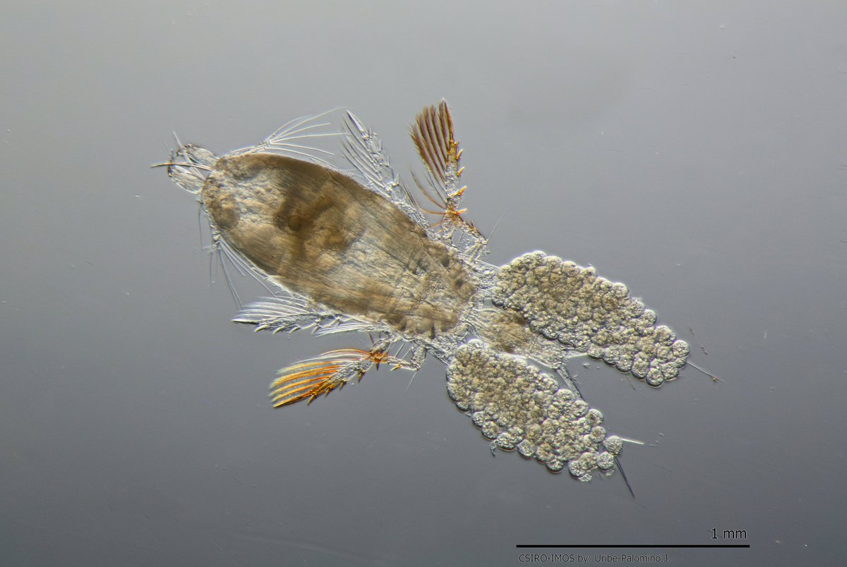 Australian Antarctic Program Partnership tweet media