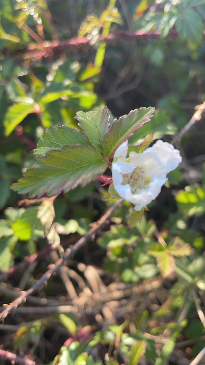 Connor Lee tweet media