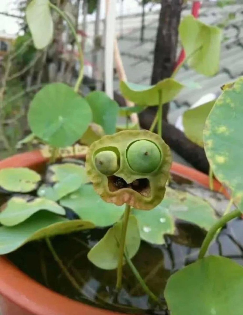 Charge_NRW's tweet photo. เม็ดบัวร้องจ๊าก https://t.co/ysnQxpGbsh