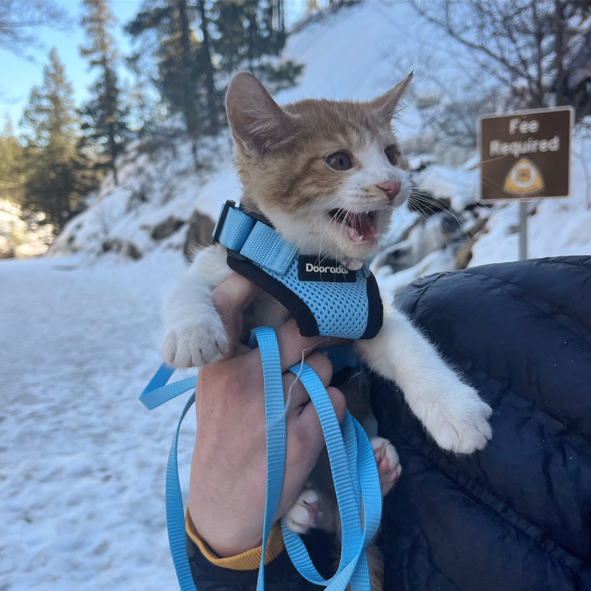 forestservice's tweet photo. #DYK We’re taking action to address overdue, deferred maintenance across nationals forests in 42 states & Puerto Rico right MEOW… we’re not kitten around! Learn more about the #GreatAmericanOutdoorsAct & find projects near you. https://t.co/XJyQFSoj56 #ForestServiceOnTheGo https://t.co/4GK39dYtqU