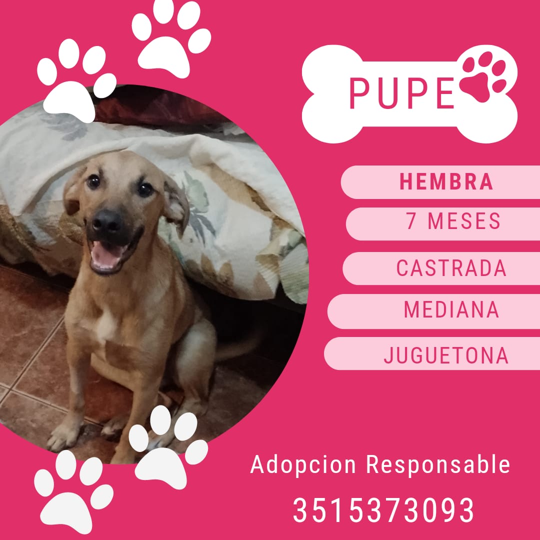 Gente se agradece que me ayuden a difundir, esta belleza busca hogar 🐶