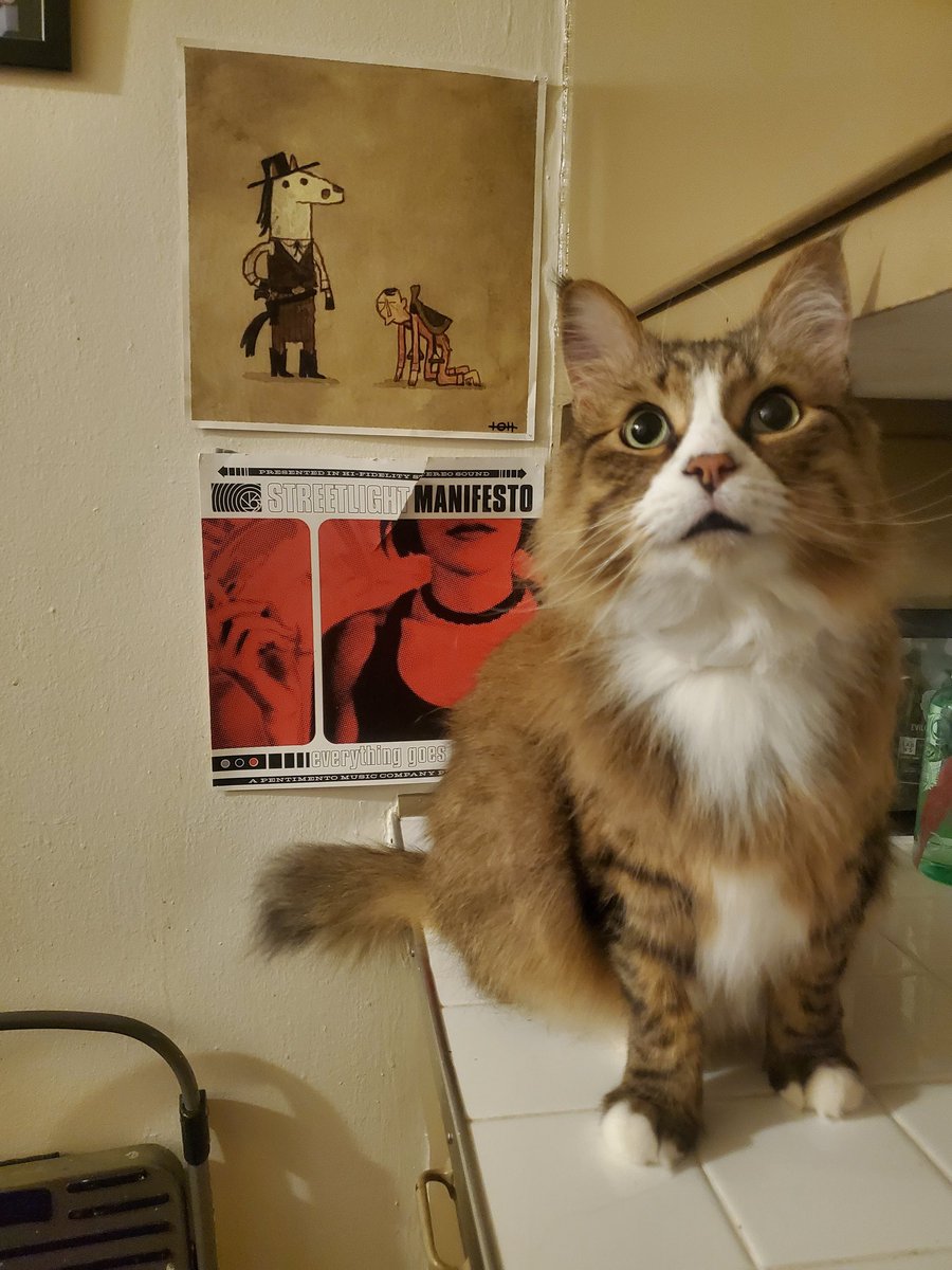sickreboot's tweet photo. After everything streetlight manifesto has done for cats...and he rips the poster >:( https://t.co/gv1wfjcg0e
